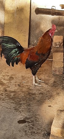 અસીલ ક્રોસ મરઘા વેચવાના છે