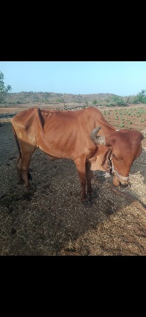 બળદ વેચવા નો છે