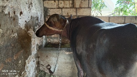bafalo