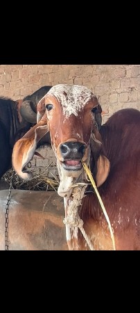 બે વાંસળી વેચવાની છે