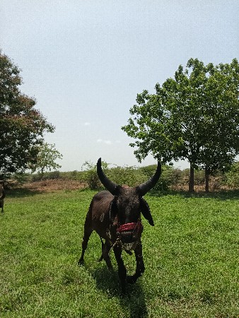 બે ગોધલા છે.