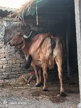 ગાય વેચવાની છે