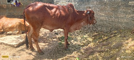 ગાય વેચવાની છે.