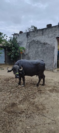 વેચવાની છે
