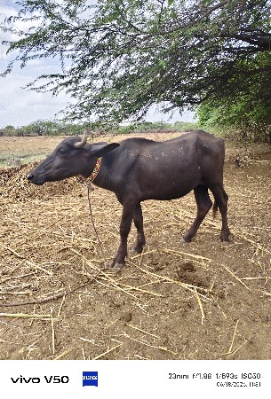 બંને નસલની ખડેલી