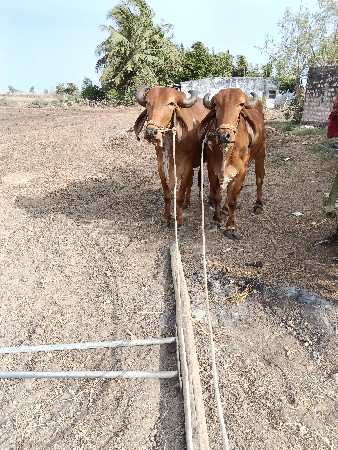 બરધ વેચવા ના છે