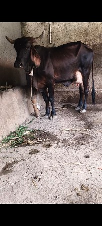 ગાય વેચવાની છે ગીર ક્રોસ