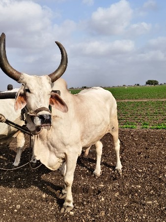 બળદ વેચવાના છે