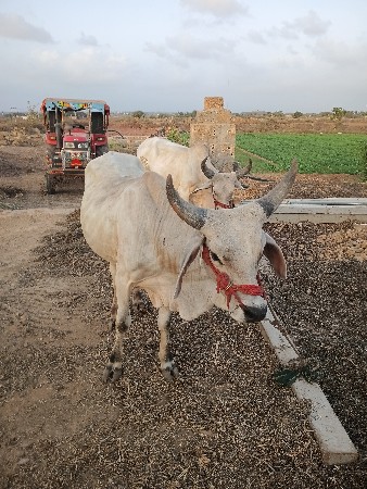 ગોઘલાવેસવાનાશે?બઘી જવાબદારી