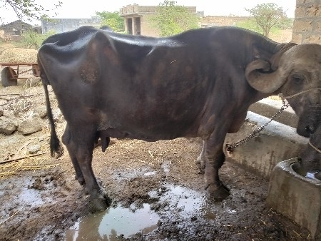ભેસ વેચવાની છે