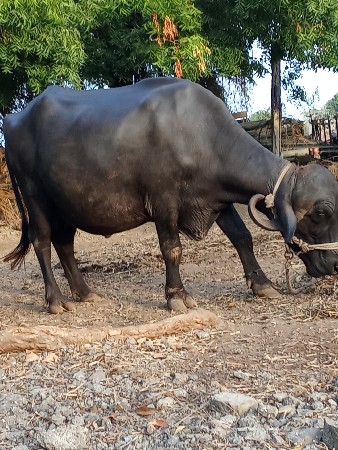 ભેંસ વેચવાની છે