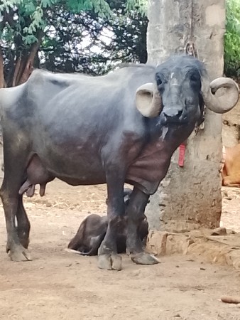 આ ભેસ વેચવાની છે