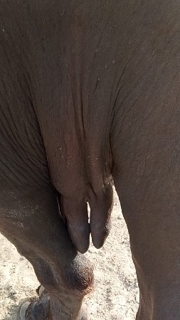 ખળેલી વેચવાની છે