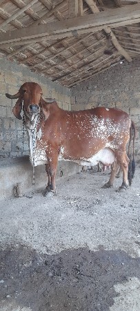 કાબરી ગીર ગાય