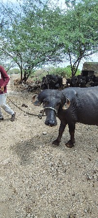 પાડો વેચવાનો હે