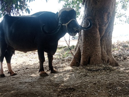 ભેંસ વેચવાની છે.