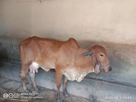 પ્યોર ગીર ભાવનગર બ્લડ લાઈન