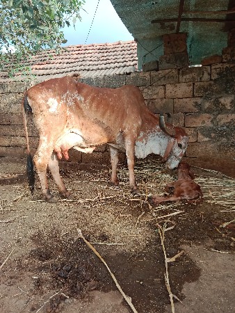 ગાય વેચવાની છે