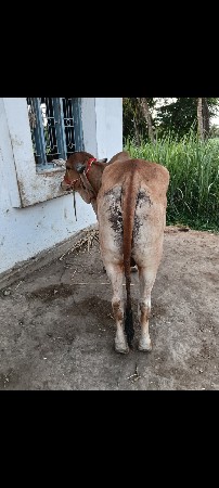 ગધલોવેશવાનોછે