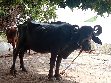 ભેંસ વેચાવછે