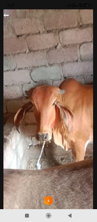 વોડકી