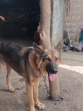 German Shepherd Double Coat Female