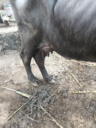 વેચવાની