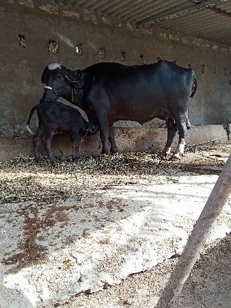 ભેંશ વેછવાની છે બેજુ વેતર છે