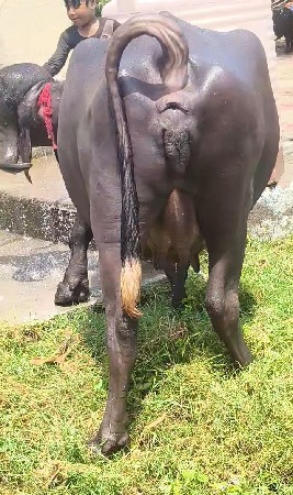 ભેસ