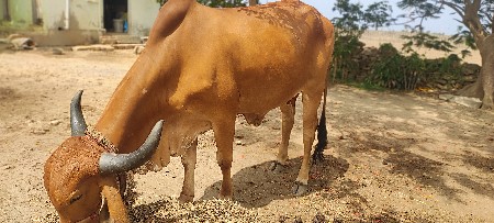 ગાય વેચવા ની છે