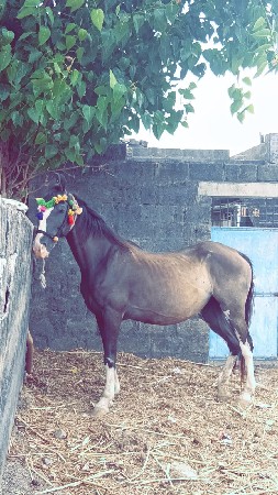 વેચવાની છે