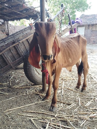 ગીર