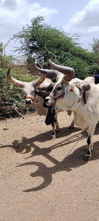 2 બળદ