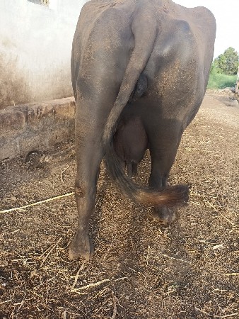 ભેંસ વેચવાની છે