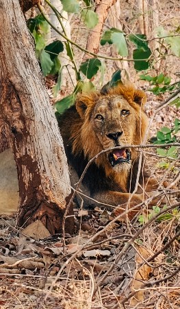 મોબાઇલ ના સાટા કરવા ના છે