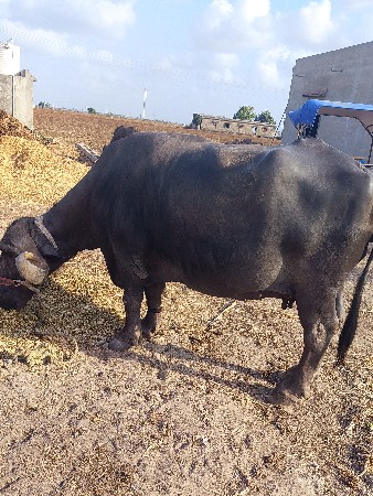 ભેસ વેચવાની છે