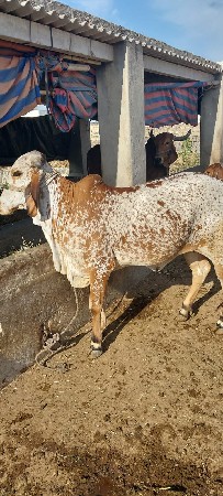 આ ગાય વેશ વેચવાની છે