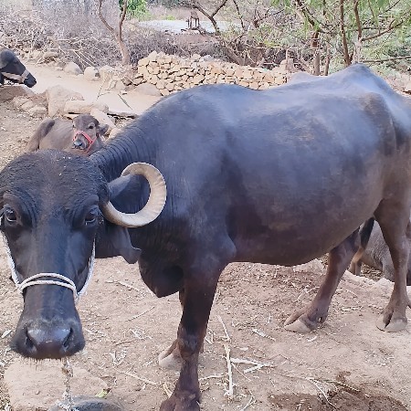 2 ભેંસો વેચવાની છે