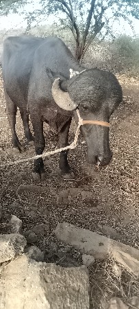 પાડો