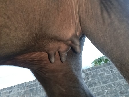 ભેંસ વેચવાની છે