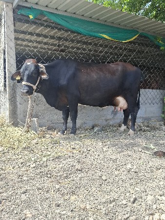 ગાય વેચવાની છે