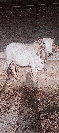 સફેદ ગાય વેચવાની છે