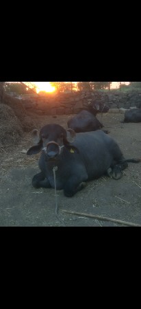 આ ભેંસ વેચવાની છે