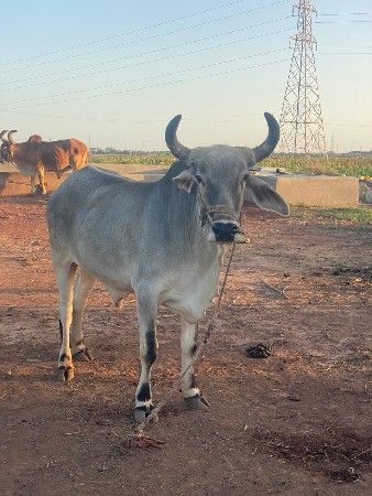 badadh