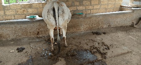 ગાય વેચવાની છે