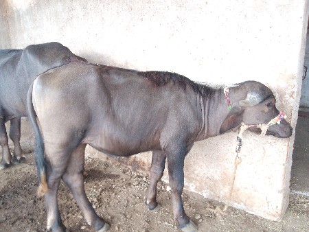 આ પાડી વેચવાનિ