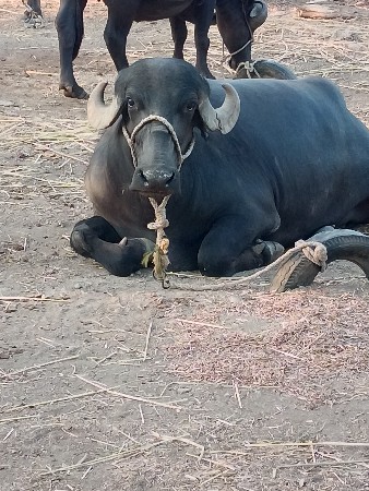 2 વેતર.20.દિવસ કાચી છે