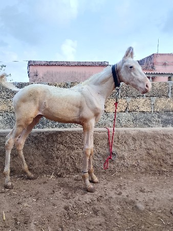 વશેરો