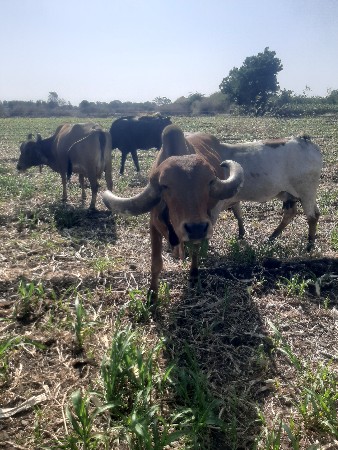ગાય વેચવાની છે