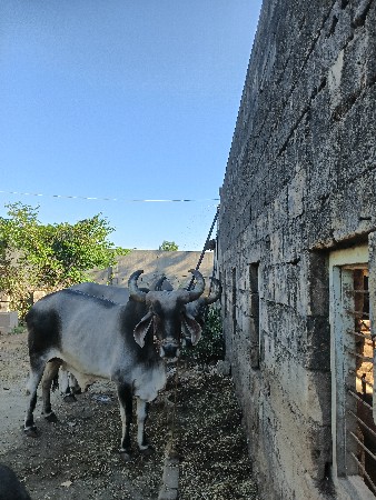 બળદ